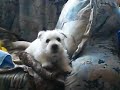 Bellt schon wieder mein Hund