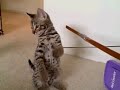 Available Savannah F2 B Male Kitten