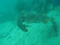 diving with andy and wendy
groper feeding, schools of catfish and port jackson

by: brian lam
