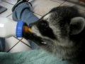 Nursing baby raccoon