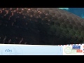 ป.ปลา - YouTube
