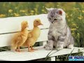 Os animais mais fofos do planeta Os animais mais fofos do planeta