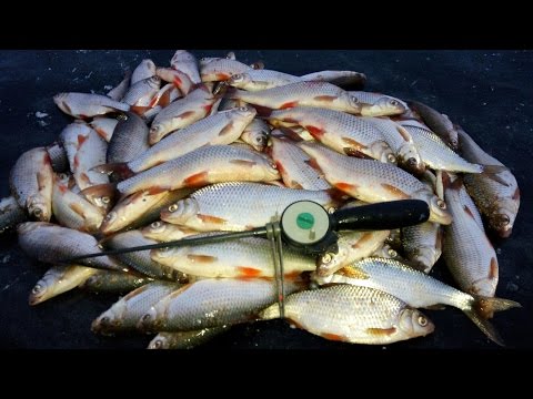 на что ловить плотву в водохранилище на в чем дело? подстерегать плотву во водохранилище
