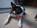 boston terriors boston terriors