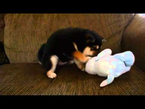 Jiro blk n tan puppy 1-11-13