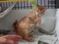 ★大きくにゃった! 超カワイイ 仔猫 猫の里親会1月24日 来て 観て 触って