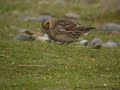 lapland Bunting salthouse Norfolk lapland Bunting salthouse Norfolk