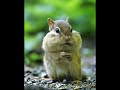 Chipmunk-Bawa ku terbang