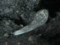 videos de Paramecium Darkfield.avi