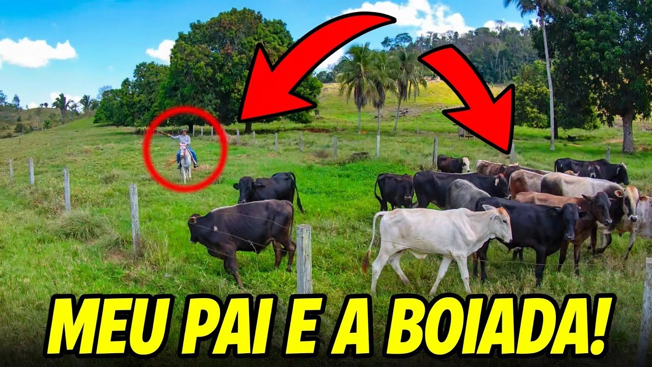 LEVANDO a boiada para o CURRAL