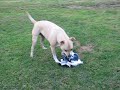Logan Shakes his Socks