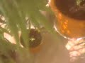 la plantita