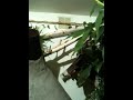 Phelsuma standingi.MOV