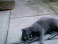 Russian Blue Cat