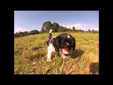 Lexington The Cavalier Puppy
