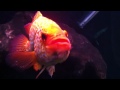 Xanthic Parachromis Managuensis pt. 11 ~ PRE-SPAWN BEHAVIOR pt.2