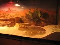 Sparty the Bearded Dragon Eating Crickets! Sparty the Bearded Dragon Eating Crickets!
