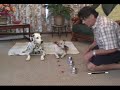 Cups and Balls for Dogs.mp4
