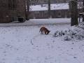 Malinois puppy playing in the snow (3)