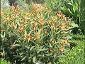 Tropisch Vordenstein 13 - Asclepias; curassavica Tropisch Vordenstein 13 - Asclepias; curassavica