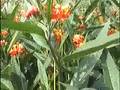 Tropisch Vordenstein  13 - Asclepias; curassavica