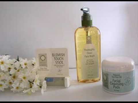 how to harvest tea tree oil