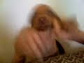 Dacing dog Dacing dog
