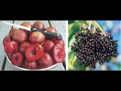 how to fertilize elderberries