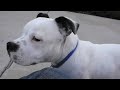 Ollie my staffordshire bull terrier Ollie my staffordshire bull terrier