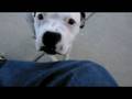 videos de Ollie my staffordshire bull terrier