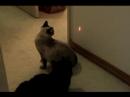 cute cat_2007_1