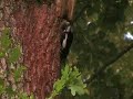 Buntspechte beim F�ttern