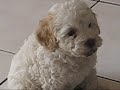 poodle regalones en casa poodle regalones en casa