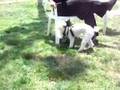 YouTube - Pepper &amp; Patches