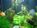 Aquario plantado com discus 