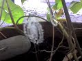 araña catolica Ariel