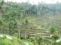 Tegalalang Rice Terrace