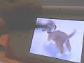 My Nintendog