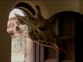 Born To Be Wild: Joanna Lumley: Frontline Conservation