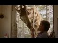 Nature activist Joanna Lumley gets a giraffe kiss as she works in African animal conservation - BBC wildlife