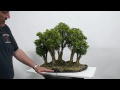 Forest Able video 3