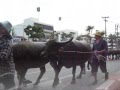 Water Buffalo Parade & Beauty Contest Chonburi Thailand