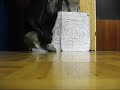 My First C-Walk Vid