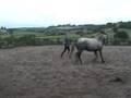 bubba lunging