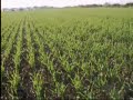 Siembra Directa, cereales (ordi)