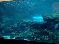 MAIS UMA VEZ, A CELEBRE... O MAIOR DO MUNDO. JA DE SACO CHEIO DE TUDO MELHOR E MAIOR DO MUNDO, VEM A CONTINUACAO DO MAIOR AQUARIO DO MUNDO COM O MAIOR CORAL DO MUNDO. 