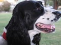 California English Springer Spaniel