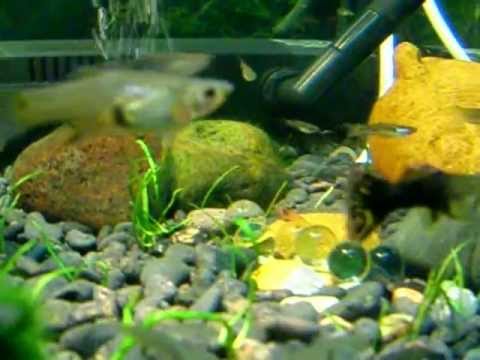 guppy vs gambita red cherry