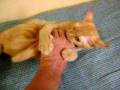 videos de MOV00200.AVI  O TERRÍVEL ATAQUE DO GATO SELVAGEM