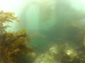 Click here to watch this video kamikaze shark
